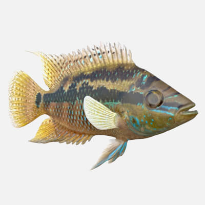 Trichromis Salvini Cichlid Fish