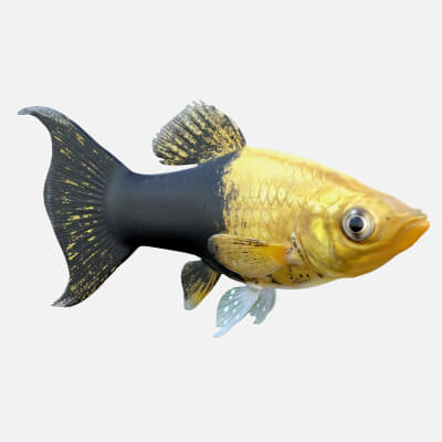 Tuxedo Molly Gold Fish