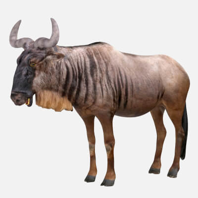 Wildebeest 3D Model