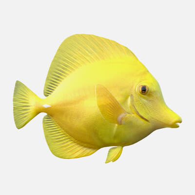 Yellow Tang Fish