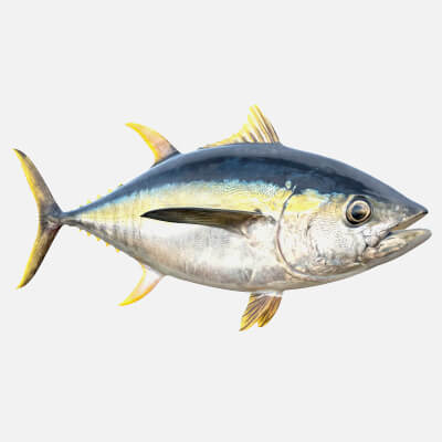 Yellowfin Tuna Fish