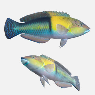 Yellowhead Wrasse Fish