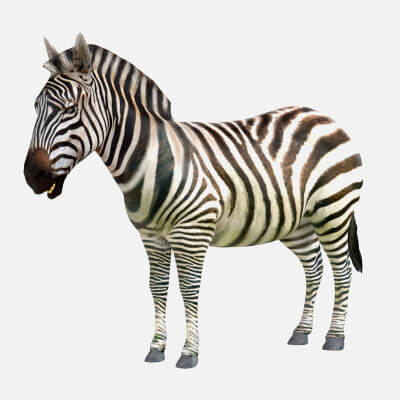 Zebra 3D Model