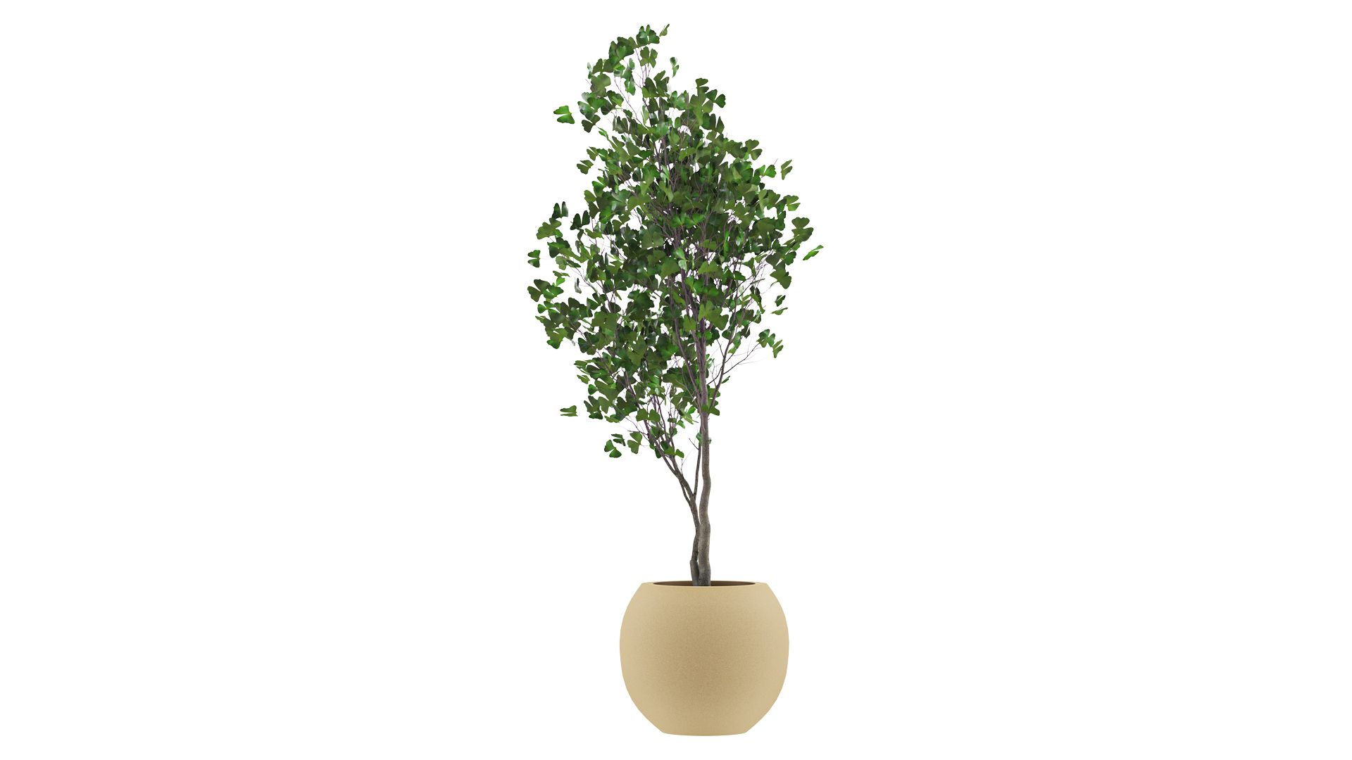 Ginkgo Biloba 3D Model