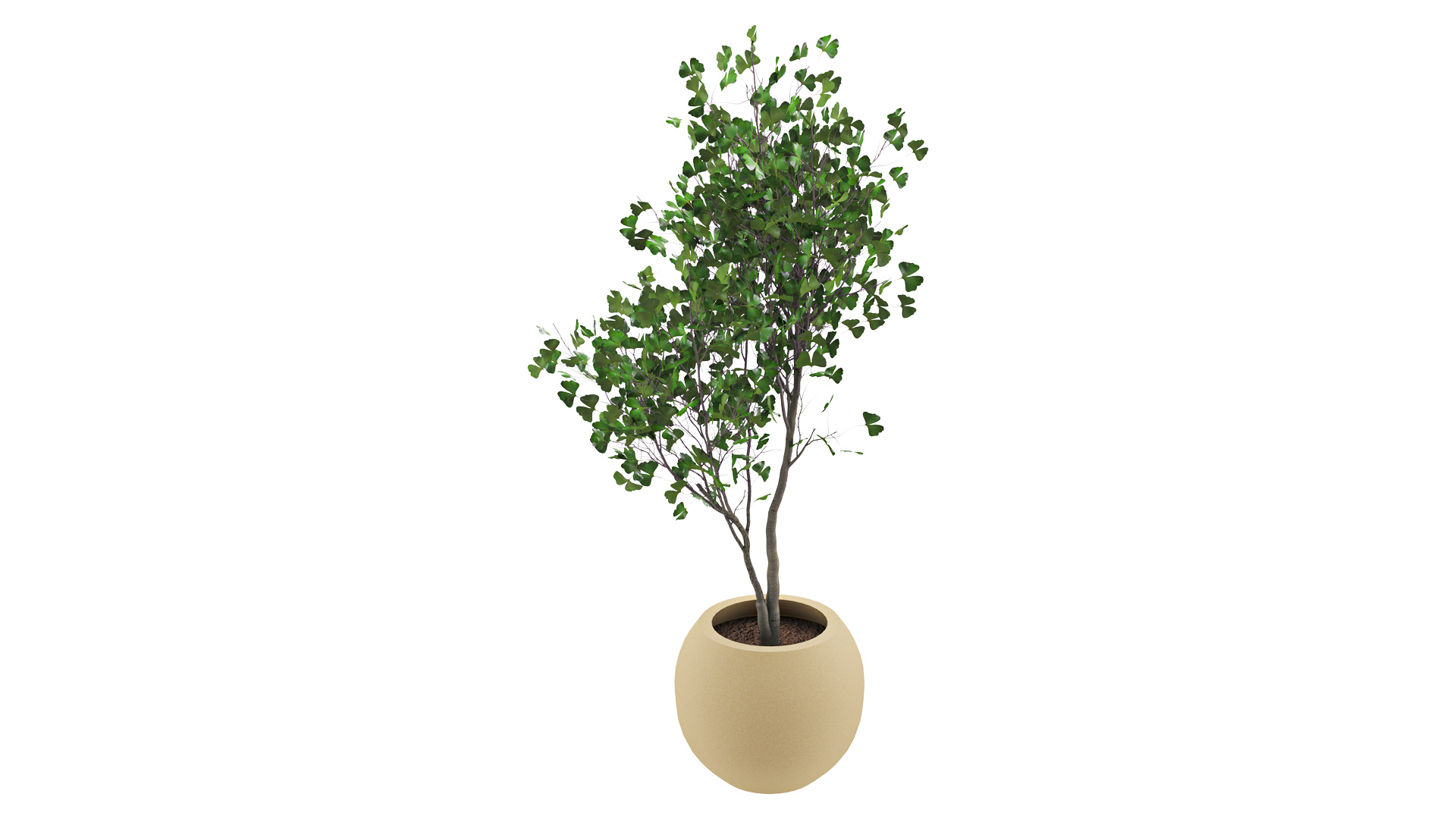 Ginkgo Biloba 3D Model