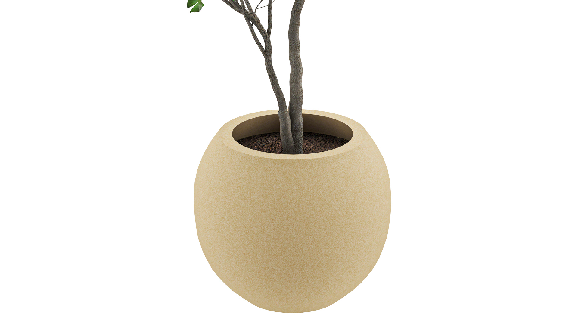Ginkgo Biloba 3D Model