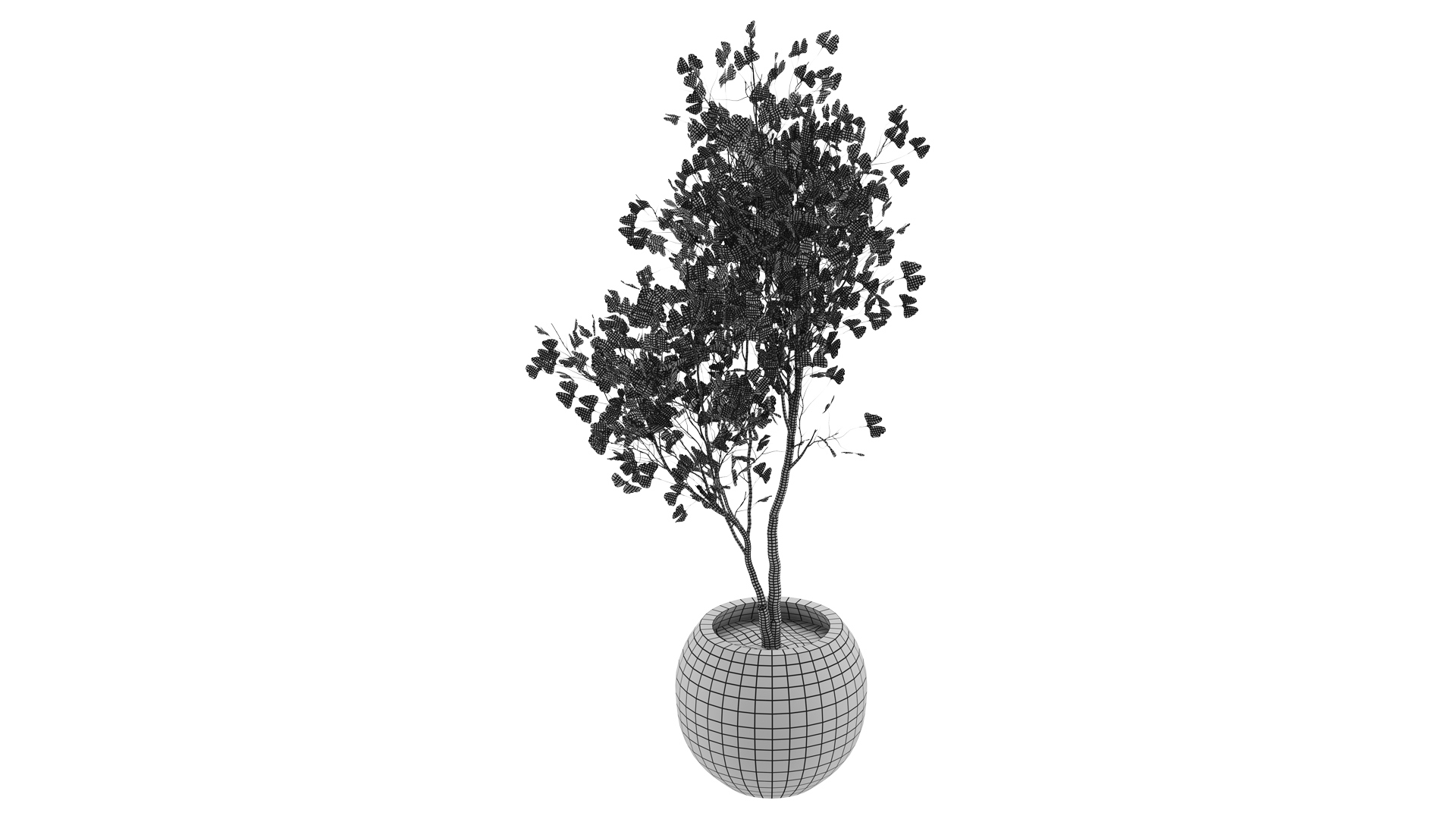 Ginkgo Biloba 3D Model