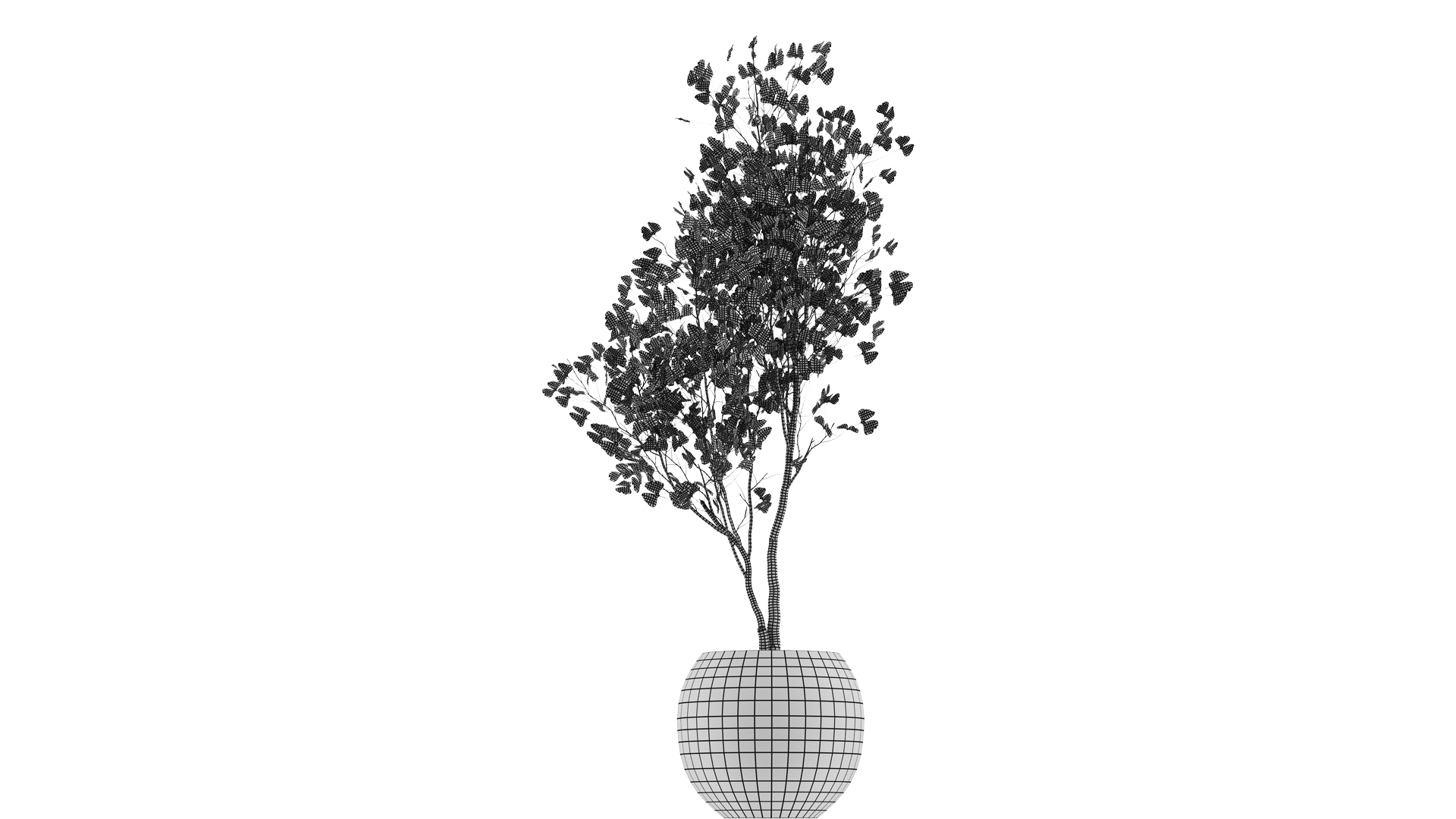 Ginkgo Biloba 3D Model