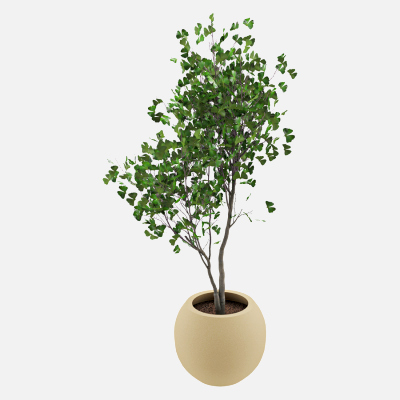 Ginkgo Biloba