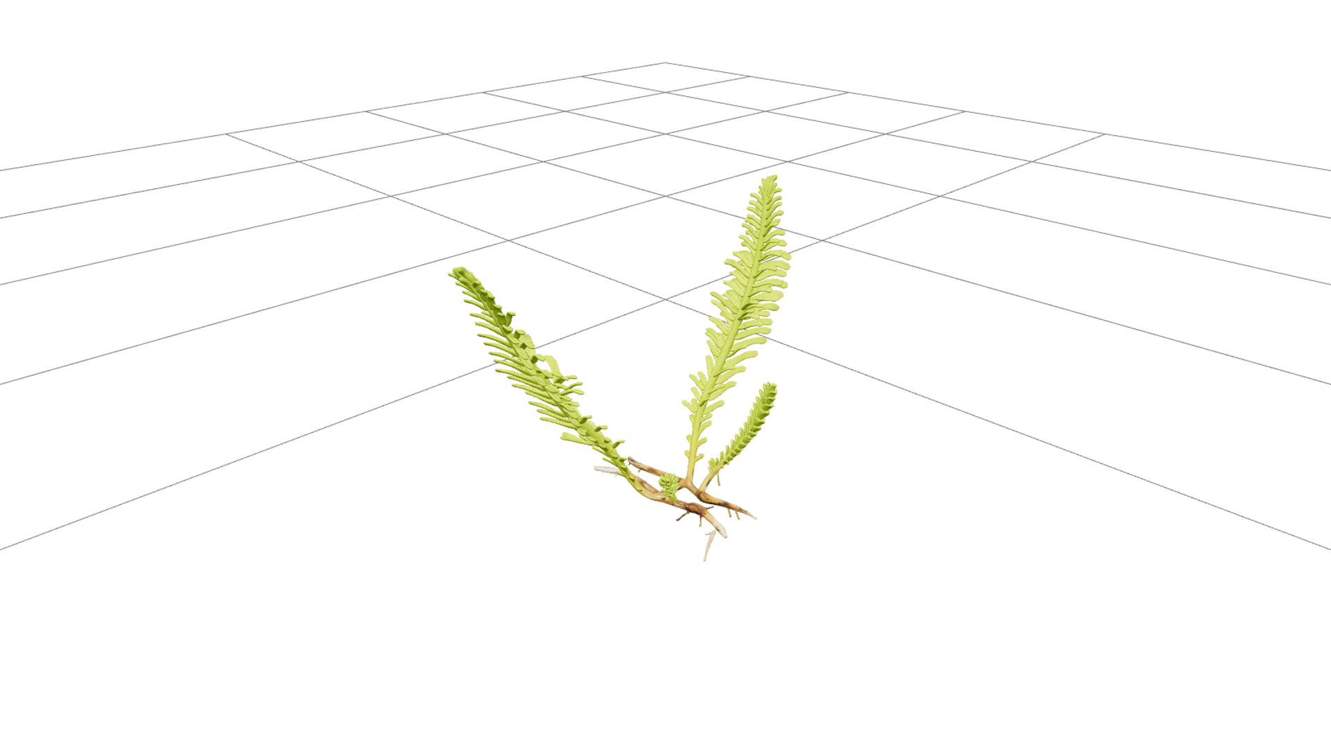 Caulerpa Taxifolia Green Feather Alga Model Single Specimen 3D Model