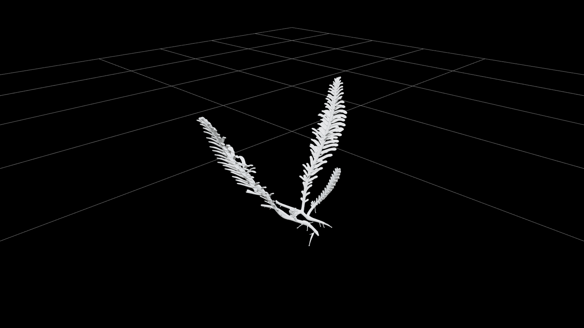 Caulerpa Taxifolia Green Feather Alga Model Single Specimen 3D Model