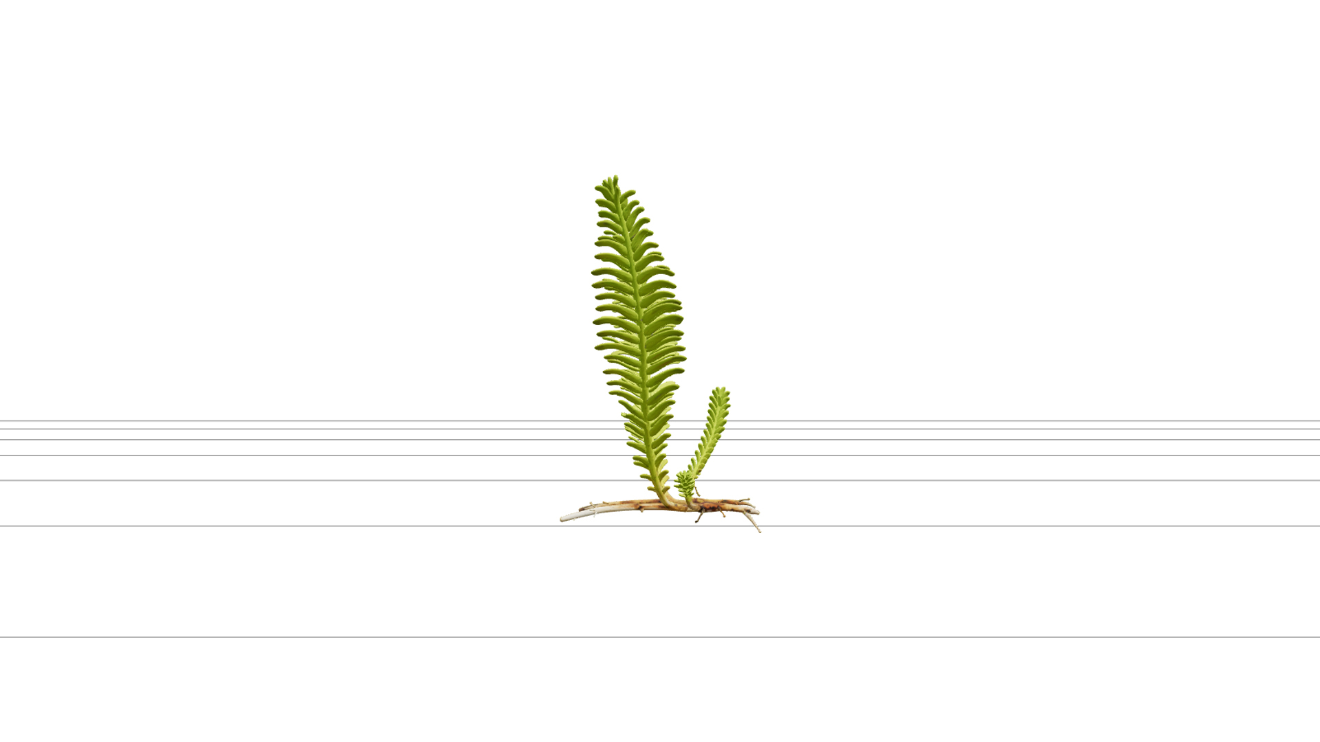 Caulerpa Taxifolia Green Feather Alga Model Single Specimen 3D Model