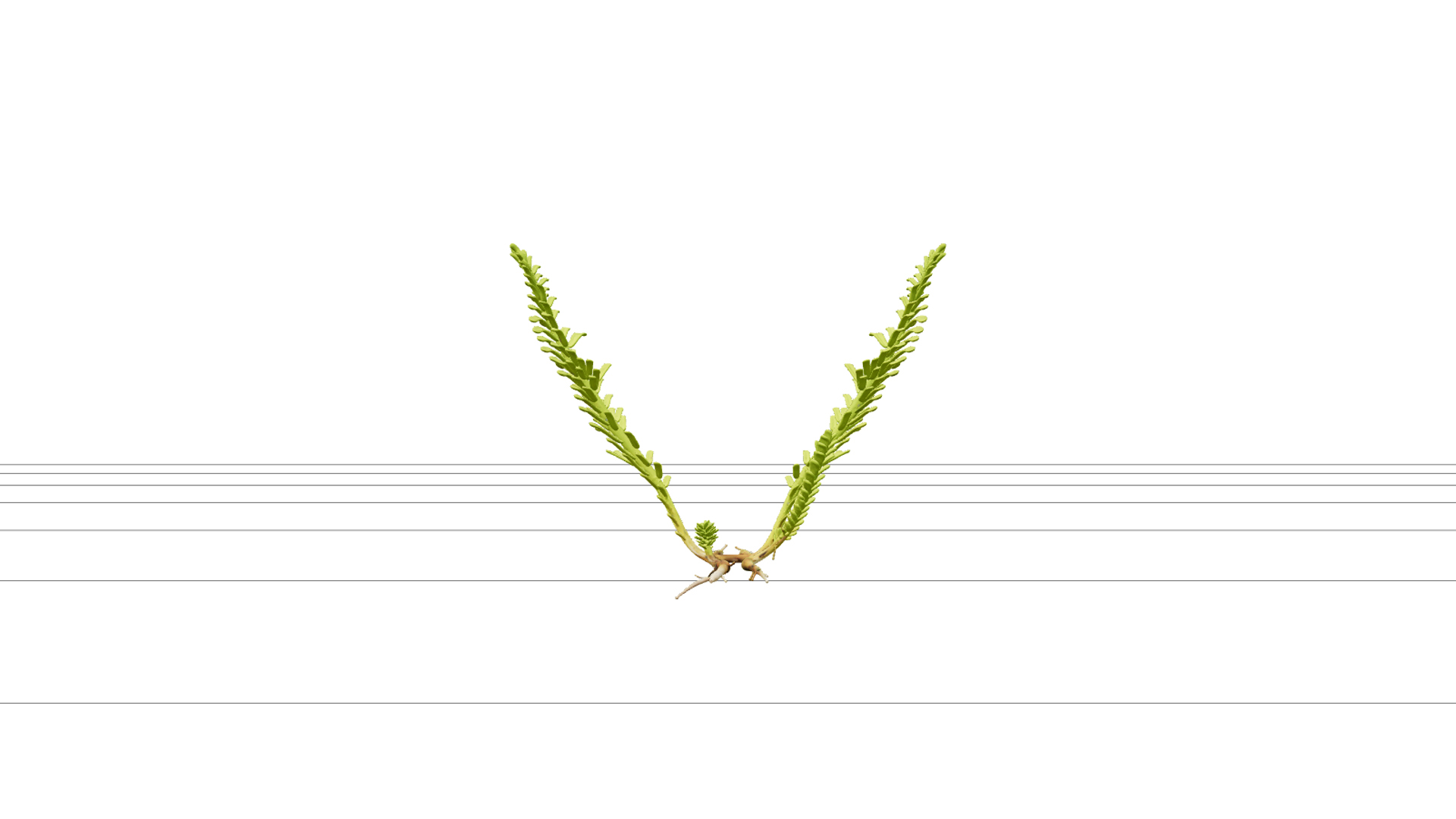 Caulerpa Taxifolia Green Feather Alga Model Single Specimen 3D Model