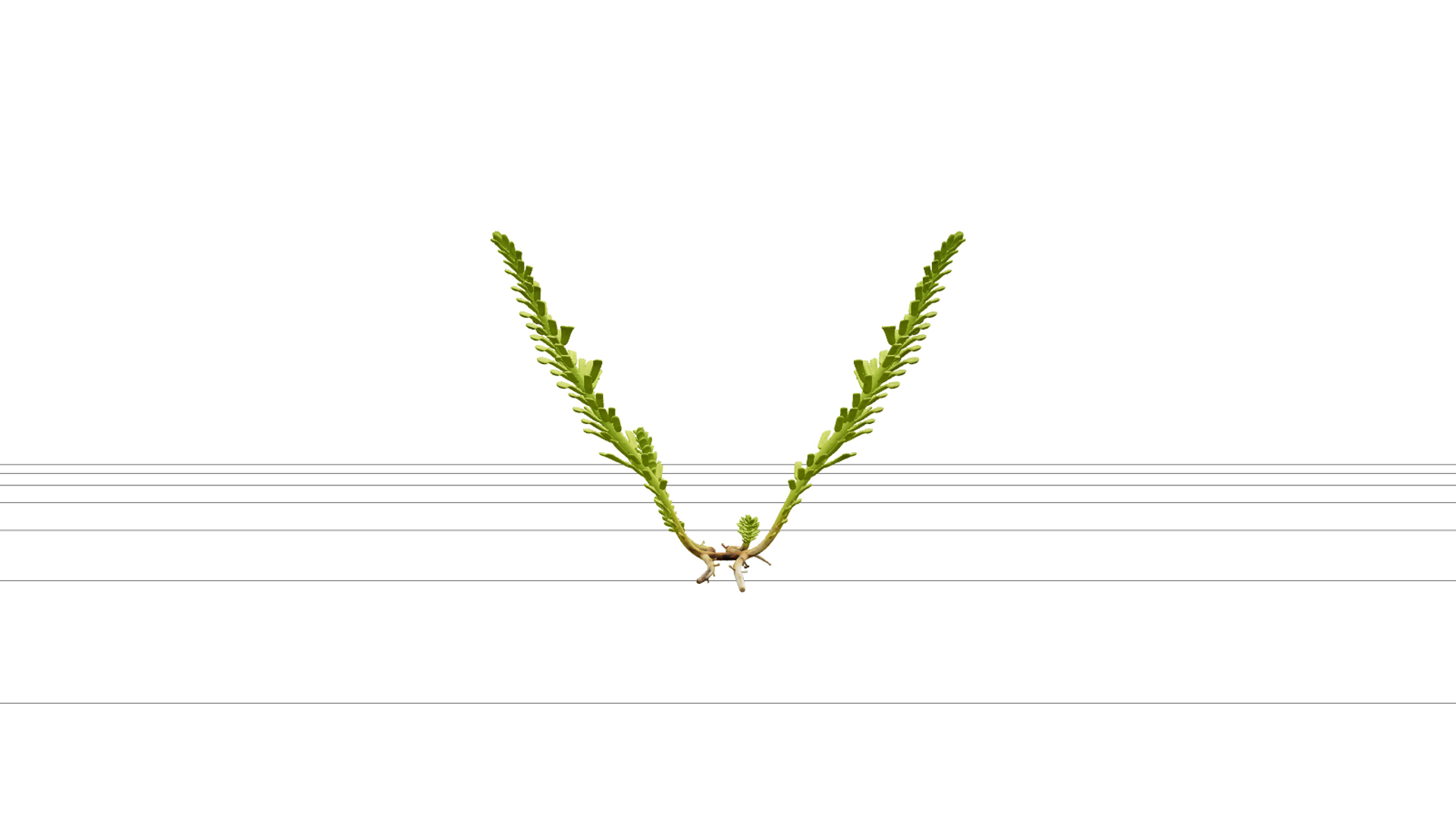 Caulerpa Taxifolia Green Feather Alga Model Single Specimen 3D Model