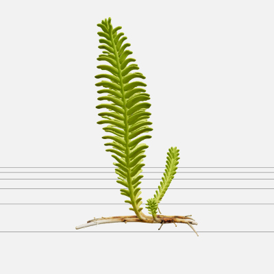 Caulerpa Taxifolia Green Feather Alga Model Single Specimen
