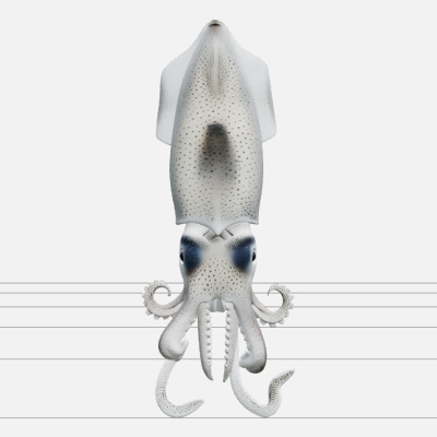 Firefly Squid Macro Model Translucent Body Light Organs Deta