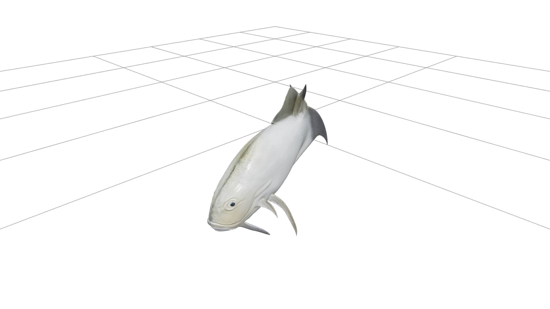 Giant Trevally Silver Gold Model Detailed Realistic Fish Ass 3D Model