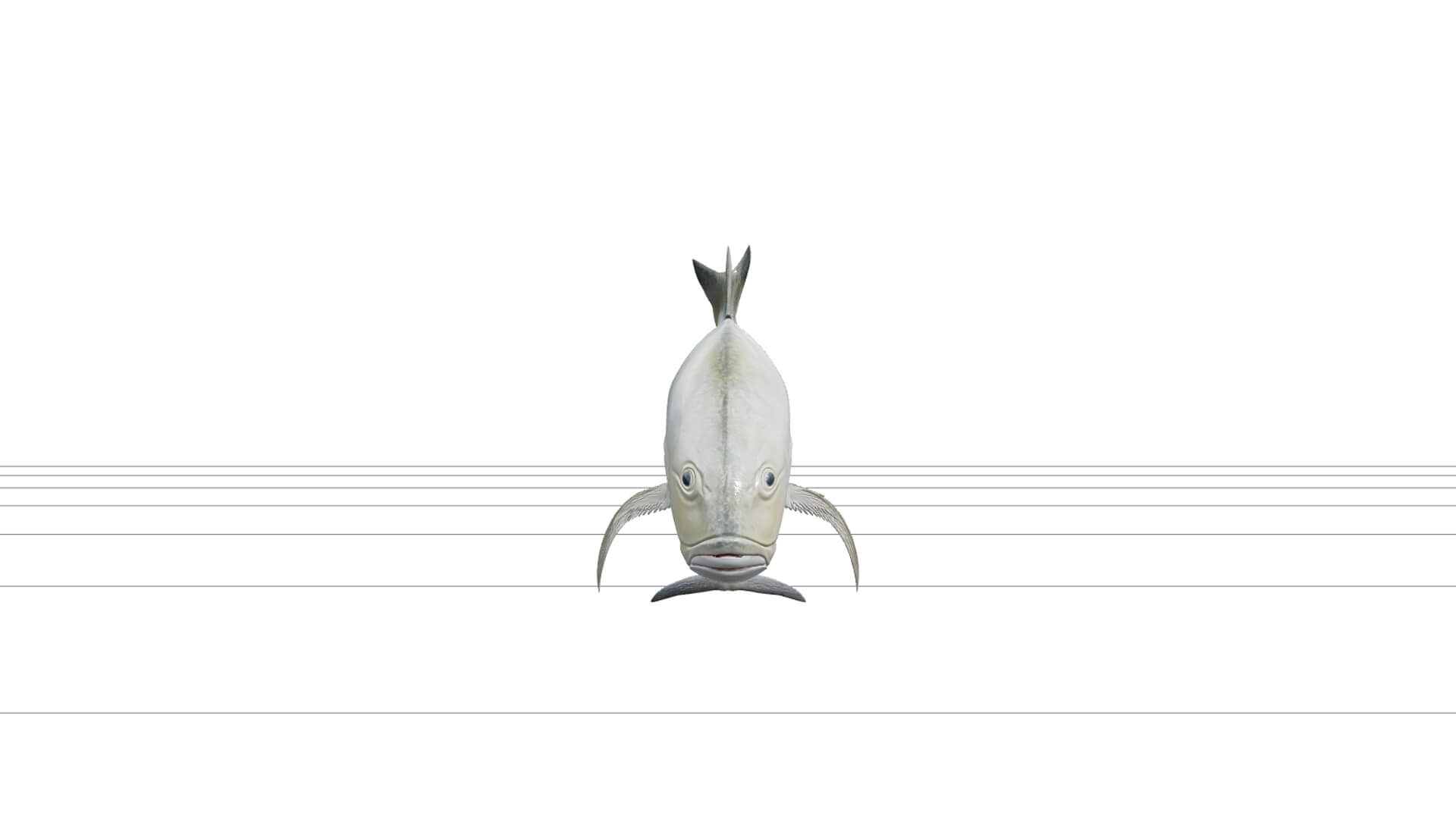 Giant Trevally Silver Gold Model Detailed Realistic Fish Ass 3D Model