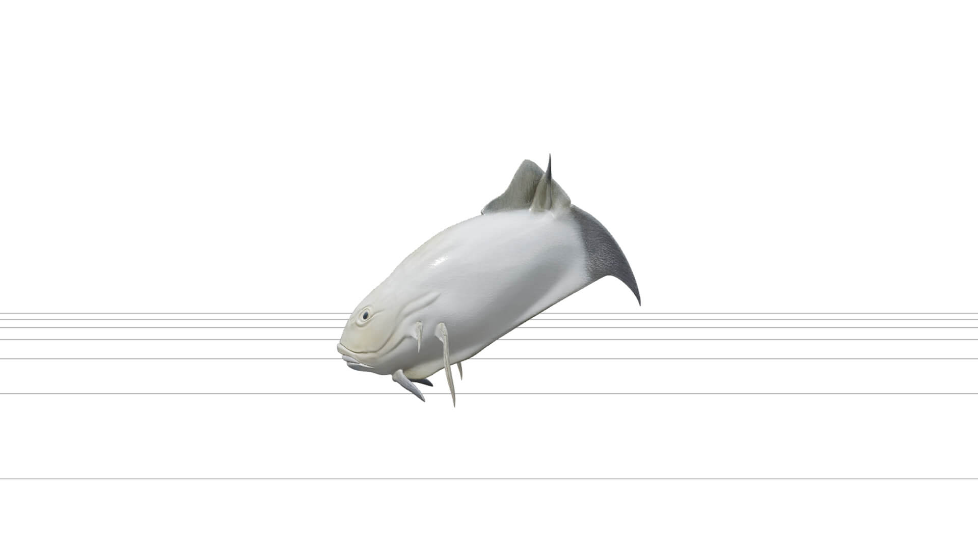 Giant Trevally Silver Gold Model Detailed Realistic Fish Ass 3D Model