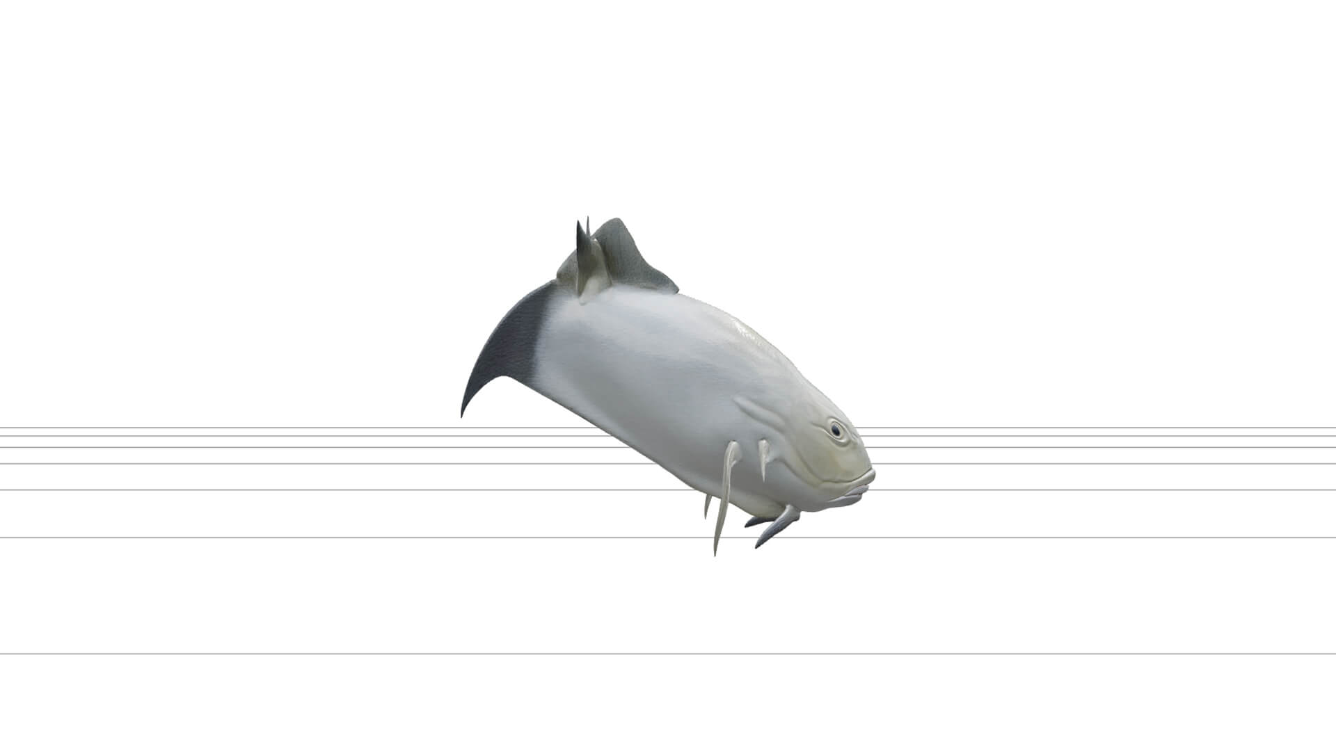 Giant Trevally Silver Gold Model Detailed Realistic Fish Ass 3D Model