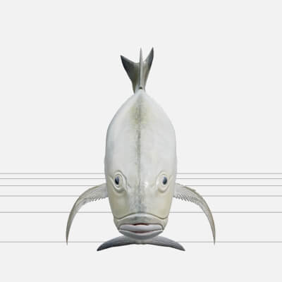 Giant Trevally Silver Gold Model Detailed Realistic Fish Ass