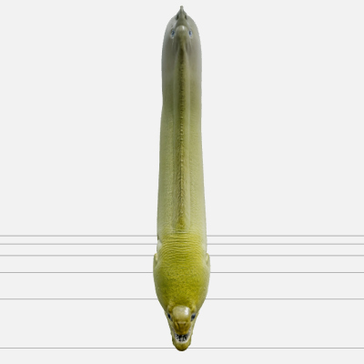 Green Moray Eel Realistic High-Detail Model Texture