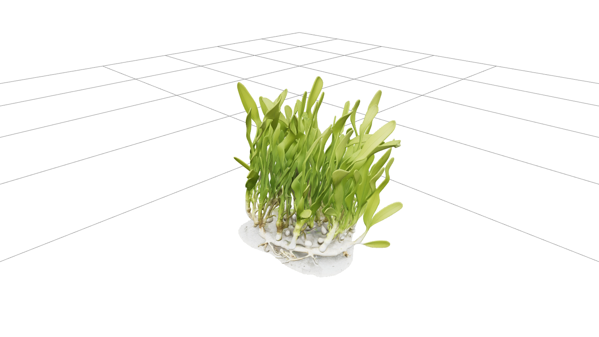 High Detail Realistic Turtle Grass Thalassia Meadow Clump Mo 3D Model