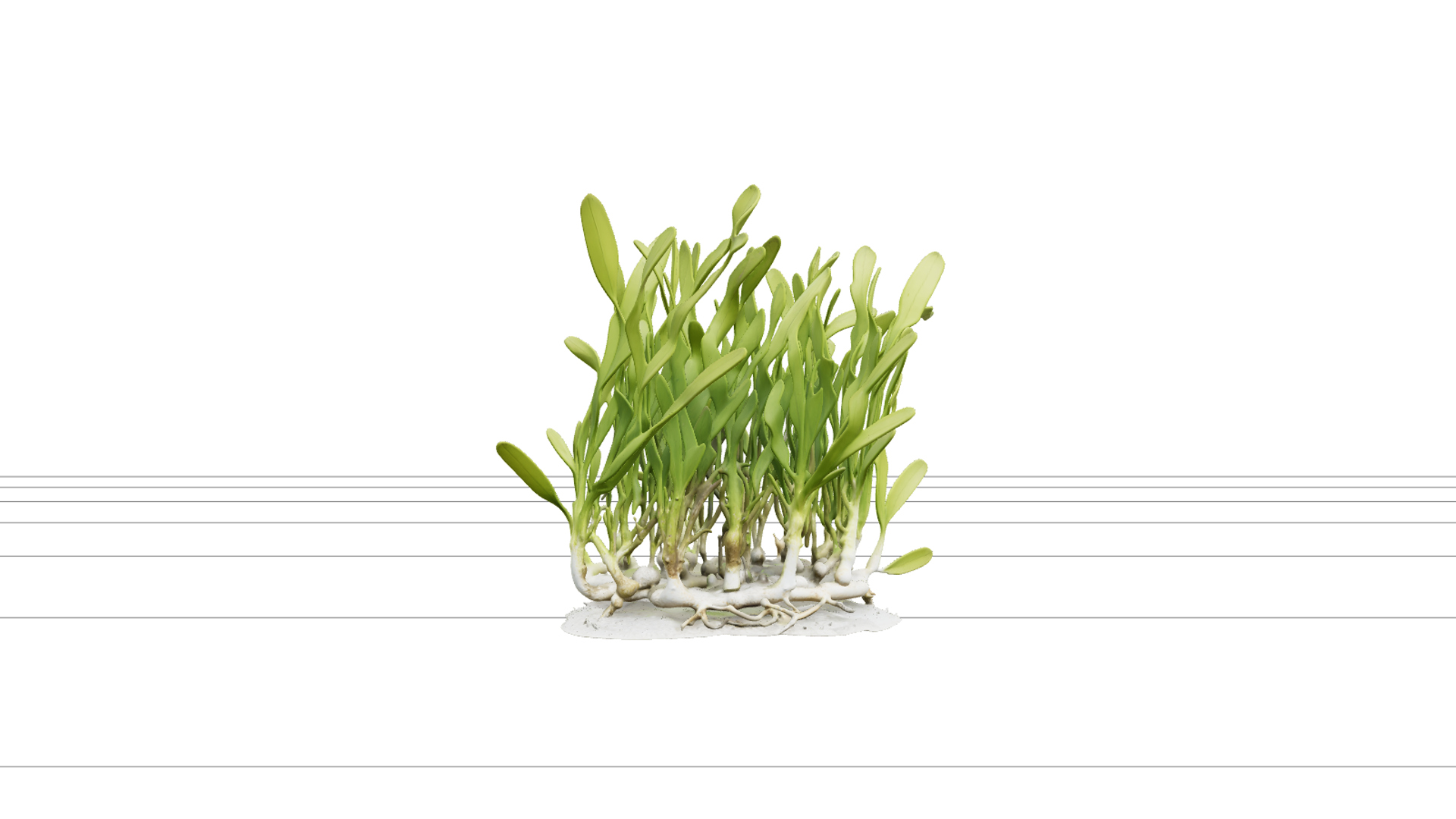 High Detail Realistic Turtle Grass Thalassia Meadow Clump Mo 3D Model