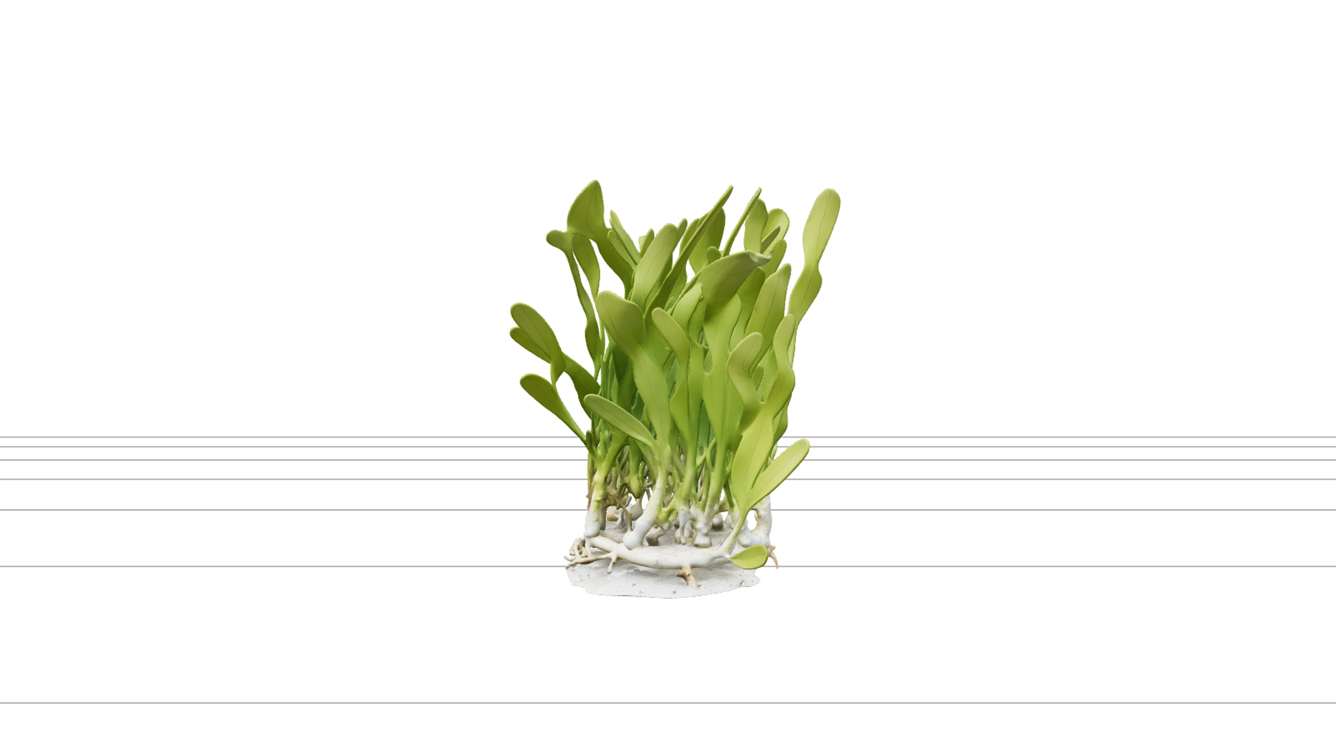 High Detail Realistic Turtle Grass Thalassia Meadow Clump Mo 3D Model