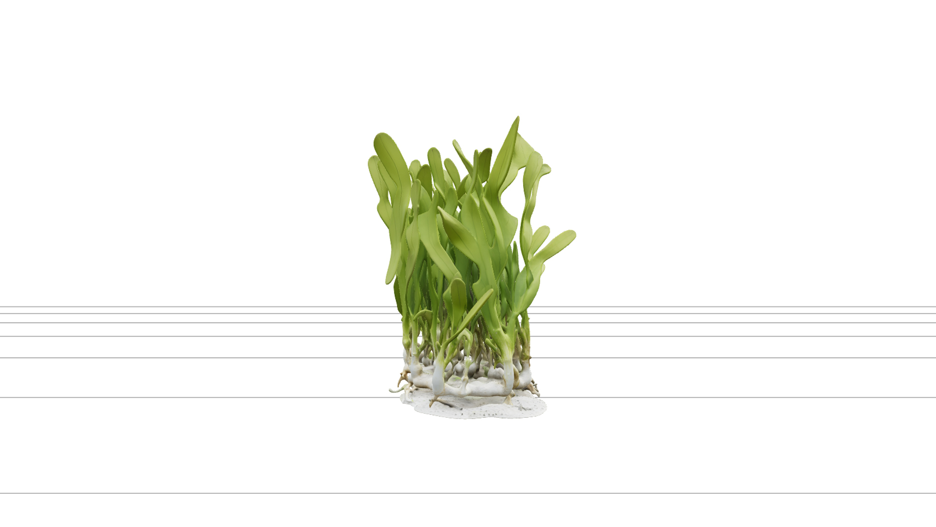 High Detail Realistic Turtle Grass Thalassia Meadow Clump Mo 3D Model