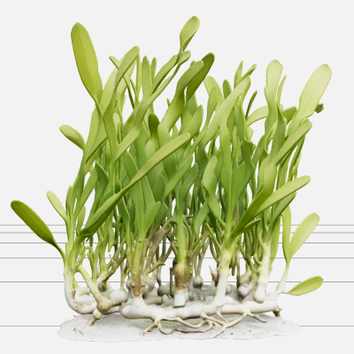 High Detail Realistic Turtle Grass Thalassia Meadow Clump Mo