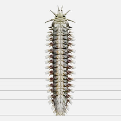 Iridescent Bristle Worm Polychaete Model with Detailed Segme