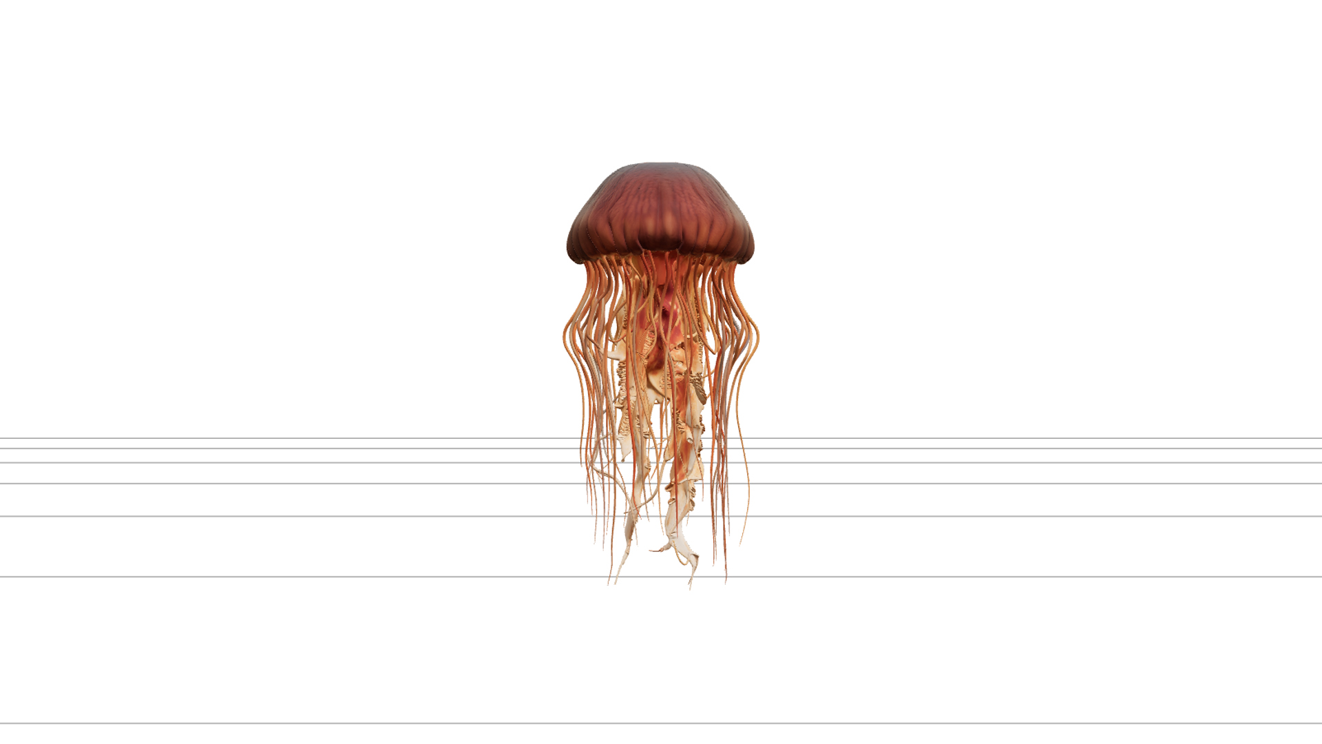 Lions Mane Jellyfish Detailed Model with Flowing Tentacles 3D Model
