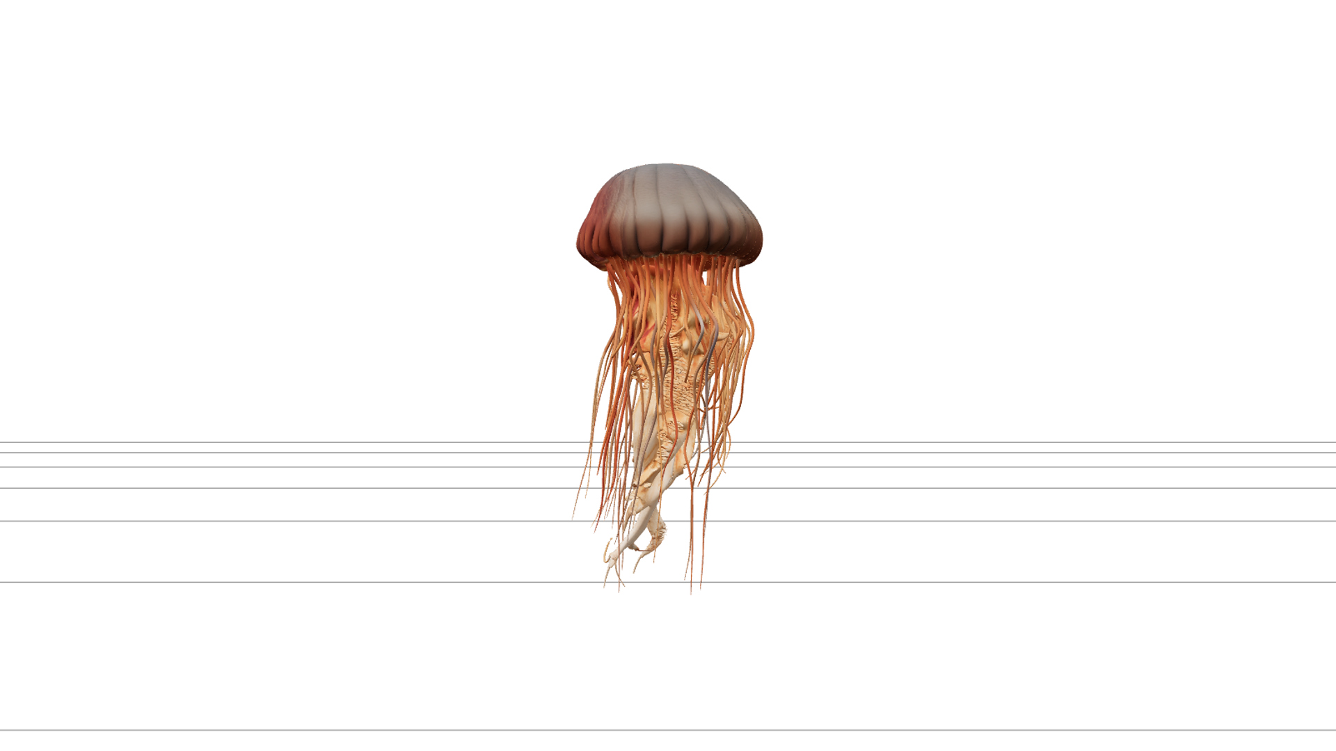 Lions Mane Jellyfish Detailed Model with Flowing Tentacles 3D Model