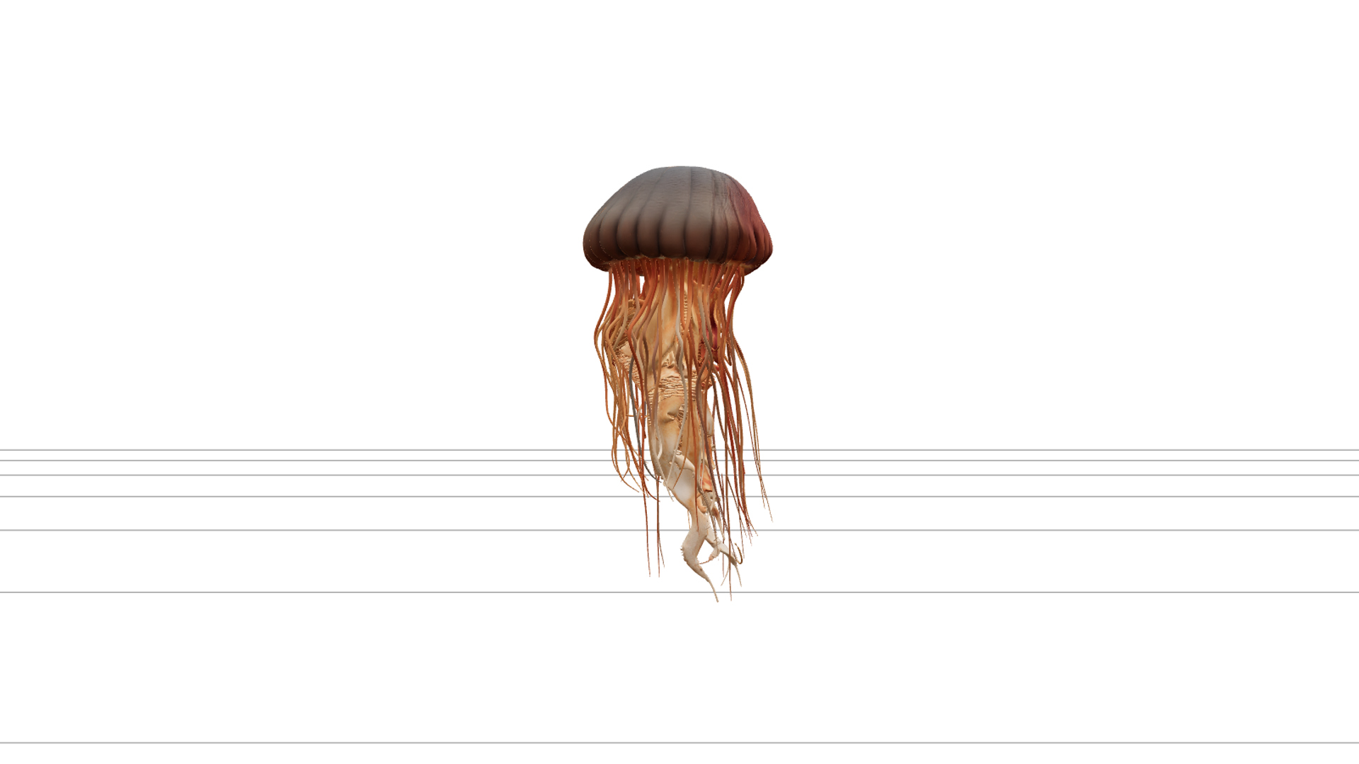 Lions Mane Jellyfish Detailed Model with Flowing Tentacles 3D Model