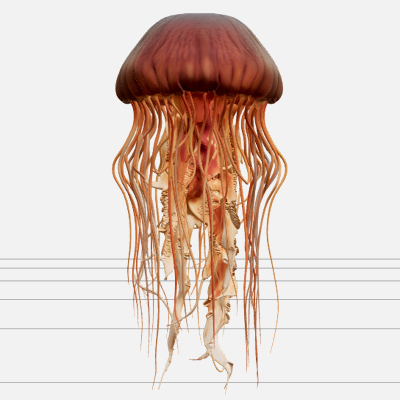 Lion's Mane Jellyfish Detailed Model with Flowing Tentacles