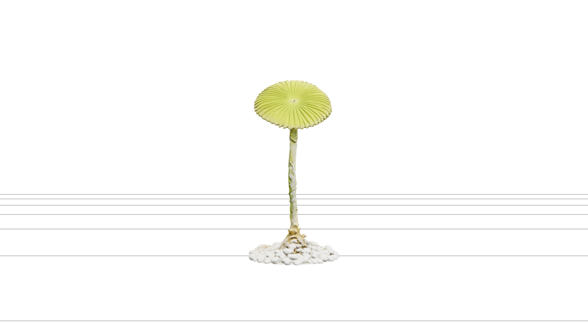 Mermaid Wine Glass Acetabularia Algae 3D Model High Detail 3D Model