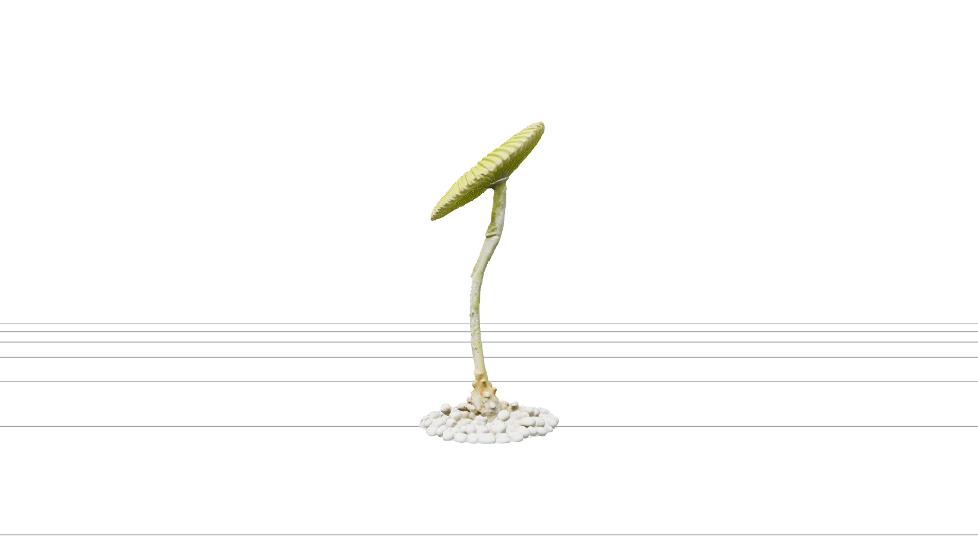 Mermaid Wine Glass Acetabularia Algae 3D Model High Detail 3D Model
