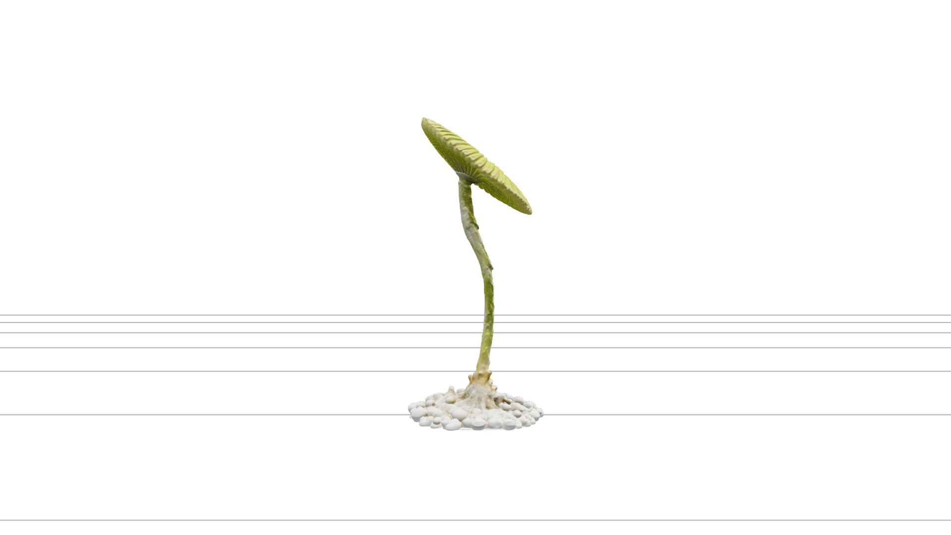 Mermaid Wine Glass Acetabularia Algae 3D Model High Detail 3D Model