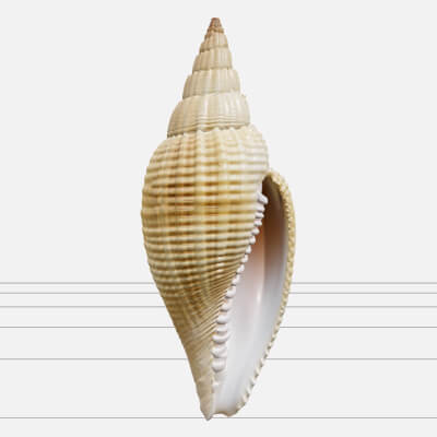 Mitre Shell Orthographic Model Turnaround Detailed Asset