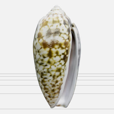 Olive Shell Cylindrical Glossy Model Detail Textured Asset
