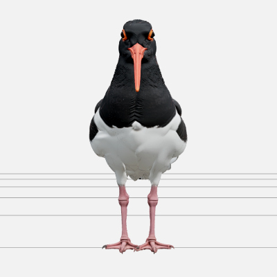 Oystercatcher Bird Model Realistic Detailed High Poly