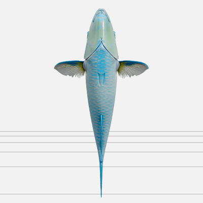 Parrotfish Supermale Vivid Blue Green Pink Beak Model