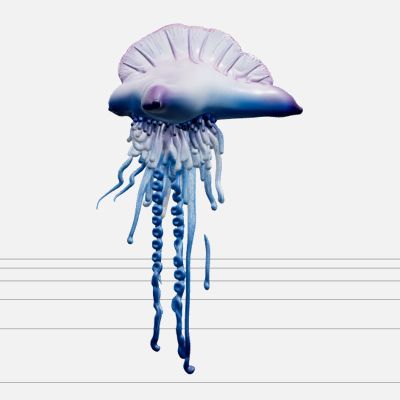 Portuguese Man o' War Model Realistic Macro Detail HD