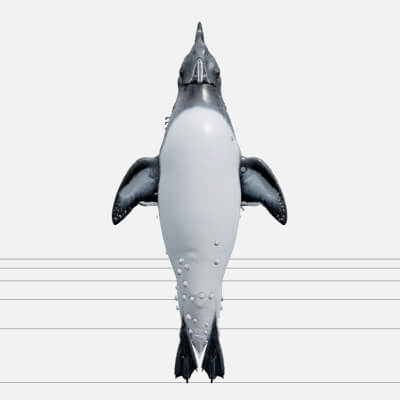 Razorbill Underwater Swimming Realistic Highpoly Model