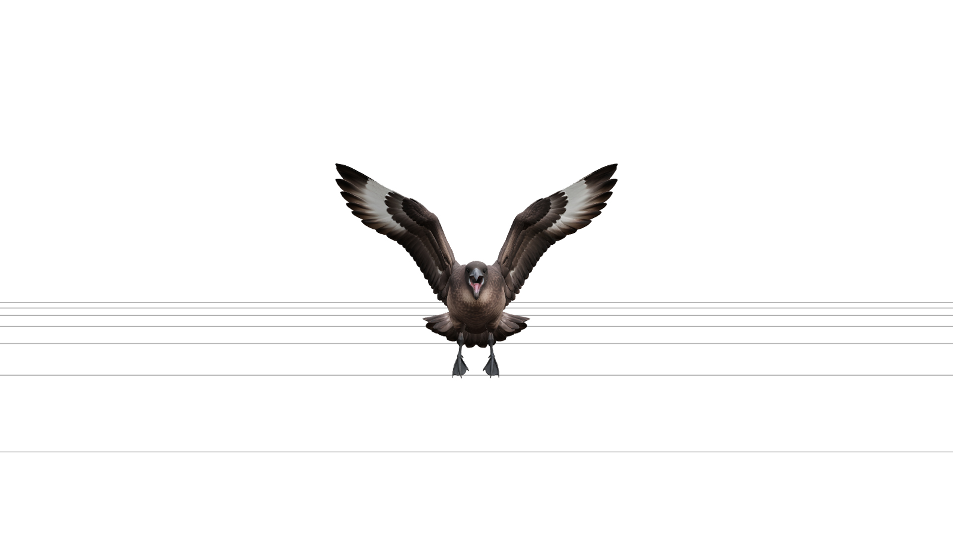 Skua Aggressive Flight Model Detailed High Poly Realistic 3D Model