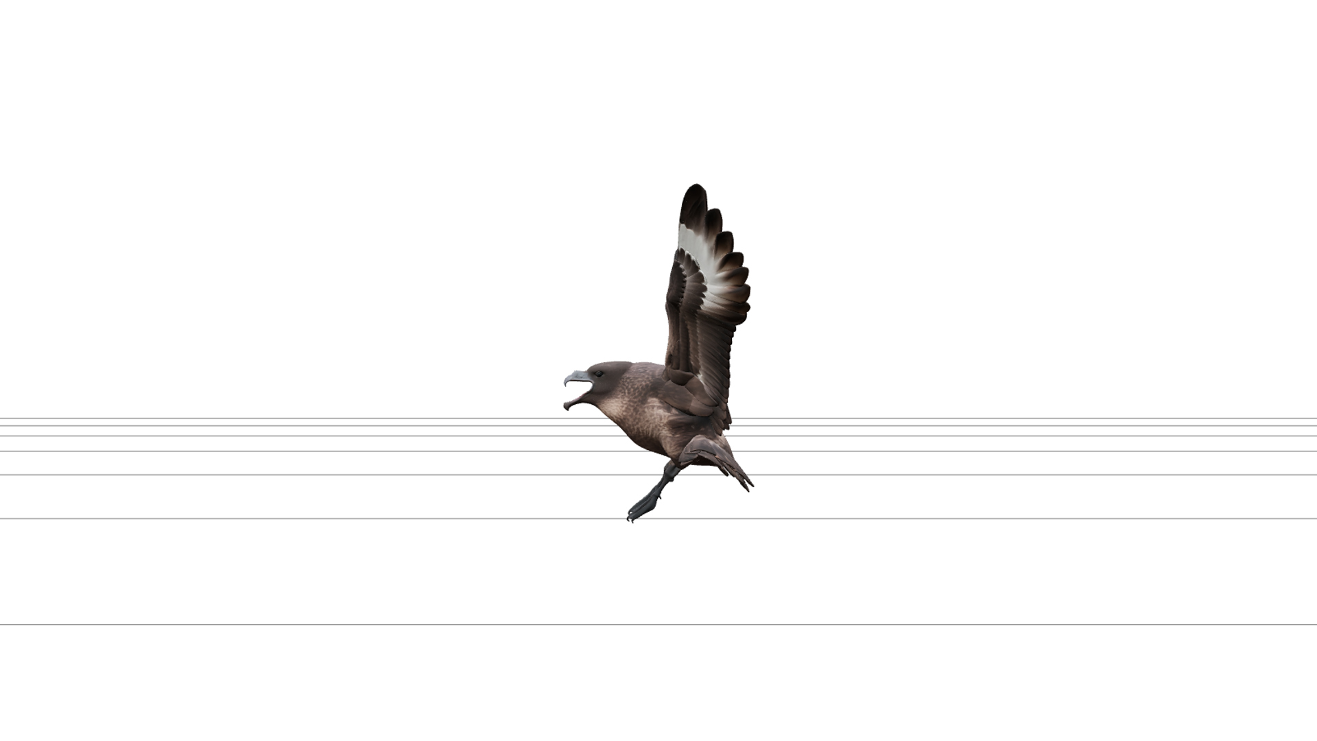 Skua Aggressive Flight Model Detailed High Poly Realistic 3D Model