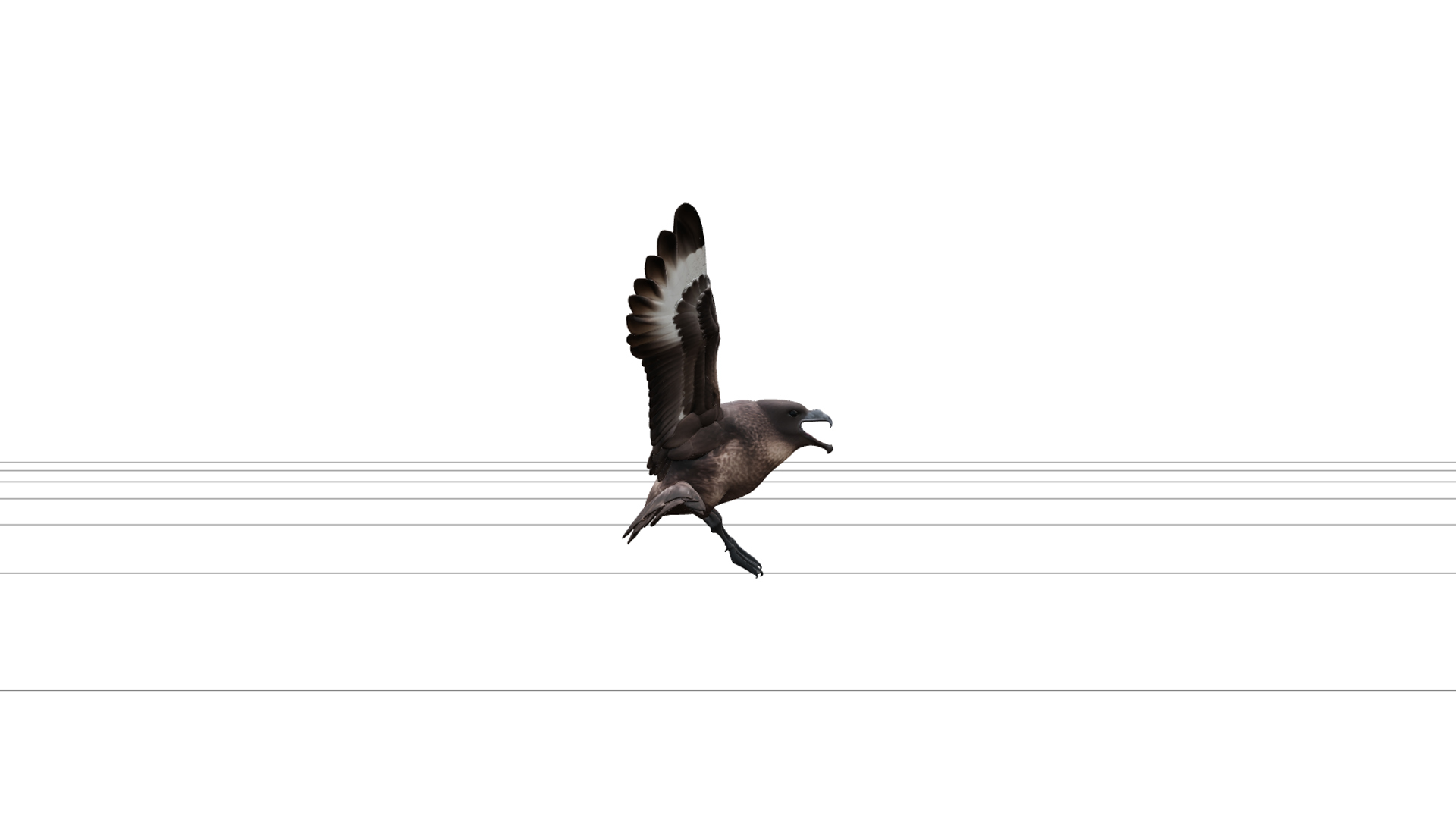 Skua Aggressive Flight Model Detailed High Poly Realistic 3D Model
