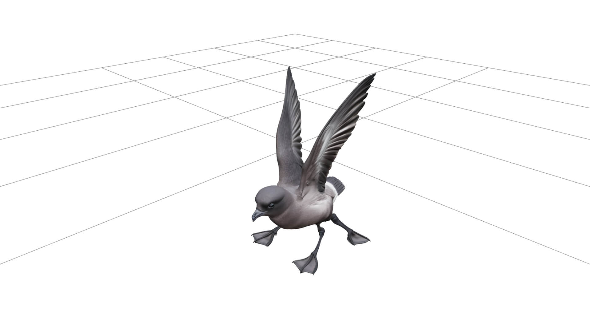 Storm Petrel Pattering Ocean Surface Detailed 3D Model 3D Model