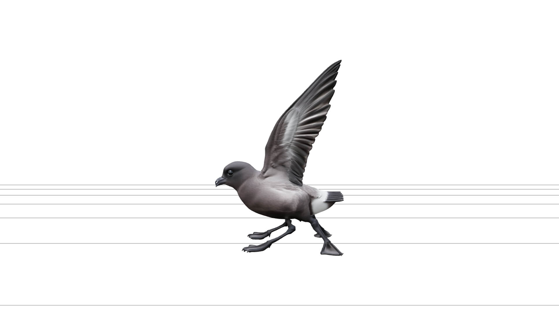 Storm Petrel Pattering Ocean Surface Detailed 3D Model 3D Model